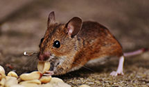 24 Hour & Emergency Exterminators in Mayville, ND